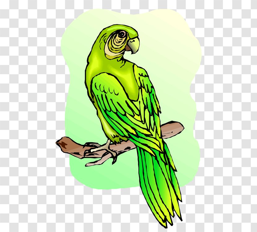 Budgerigar Parrot Macaw Clip Art Transparent PNG