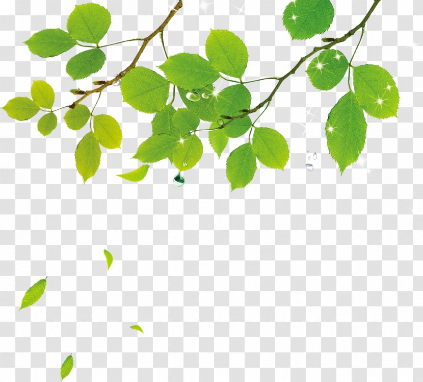 Download Leaf Adobe Illustrator - Image Resolution - Leaves Transparent PNG