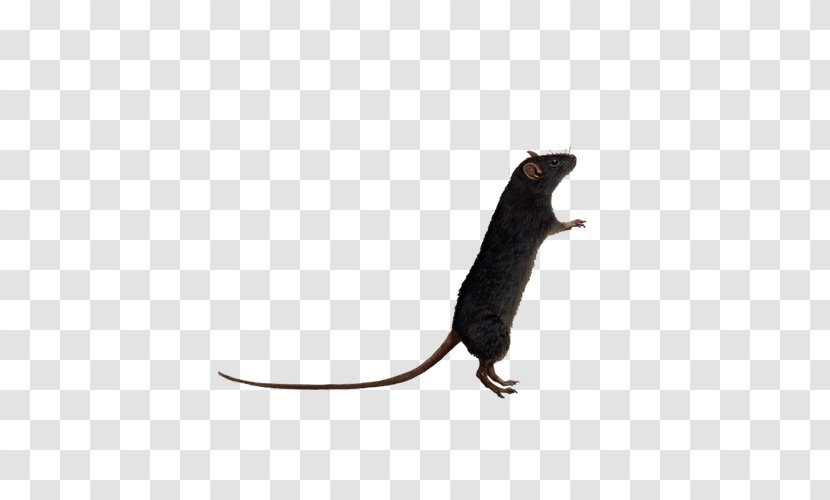 Brown Rat Mouse Black Rodent - Art - Crawling Transparent PNG