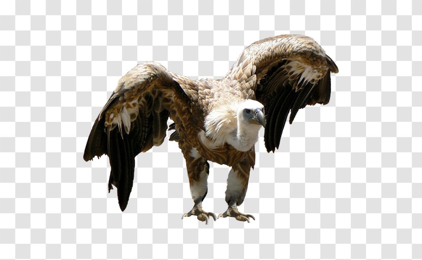 Bald Eagle Vulture Beak Feather - Wing Transparent PNG