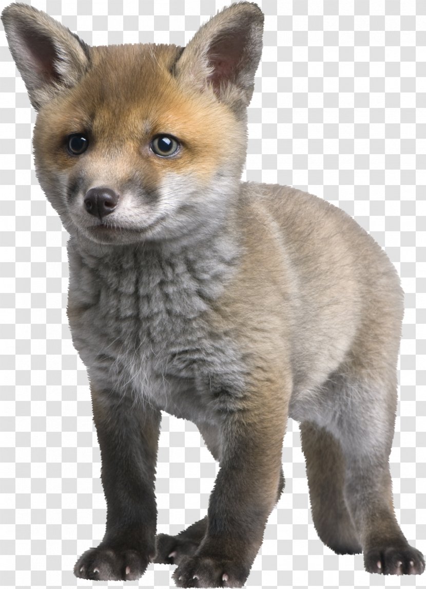 Red Fox Arctic Puppy Photography - Dog Breed Transparent PNG