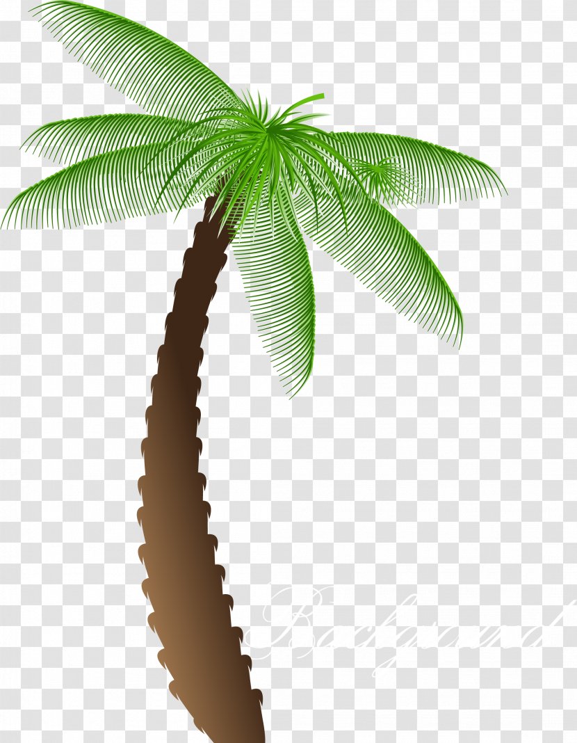 Arecaceae Tree Cartoon - Palm Transparent PNG