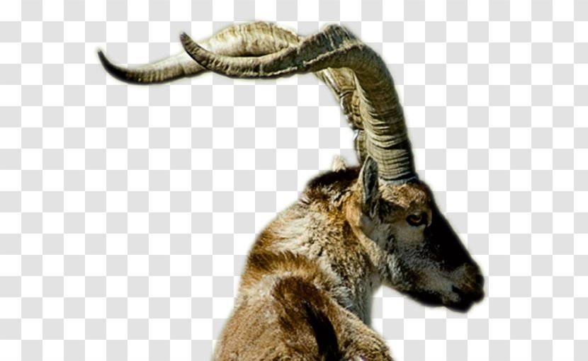 Alpine Ibex Trophy Hunting Goat Iberian - Wildlife - Hunt Transparent PNG