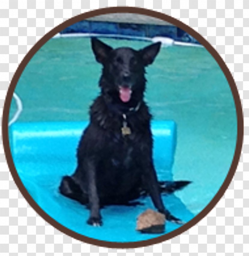 Flat-Coated Retriever Schipperke Australian Kelpie Dog Breed Sporting Group - Australia Transparent PNG