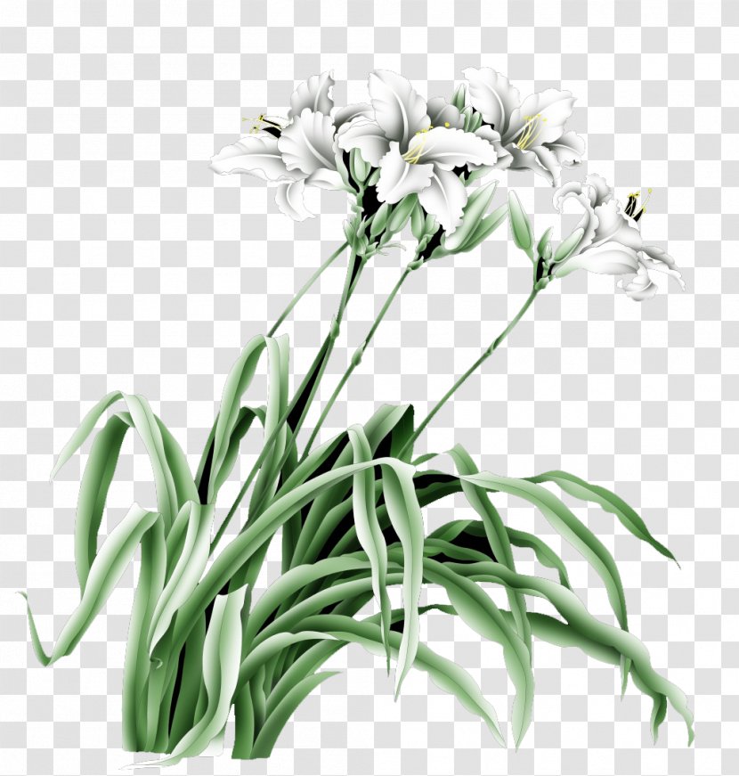 Lilium Drawing Cartoon - Creative Hand-painted Lily Transparent PNG