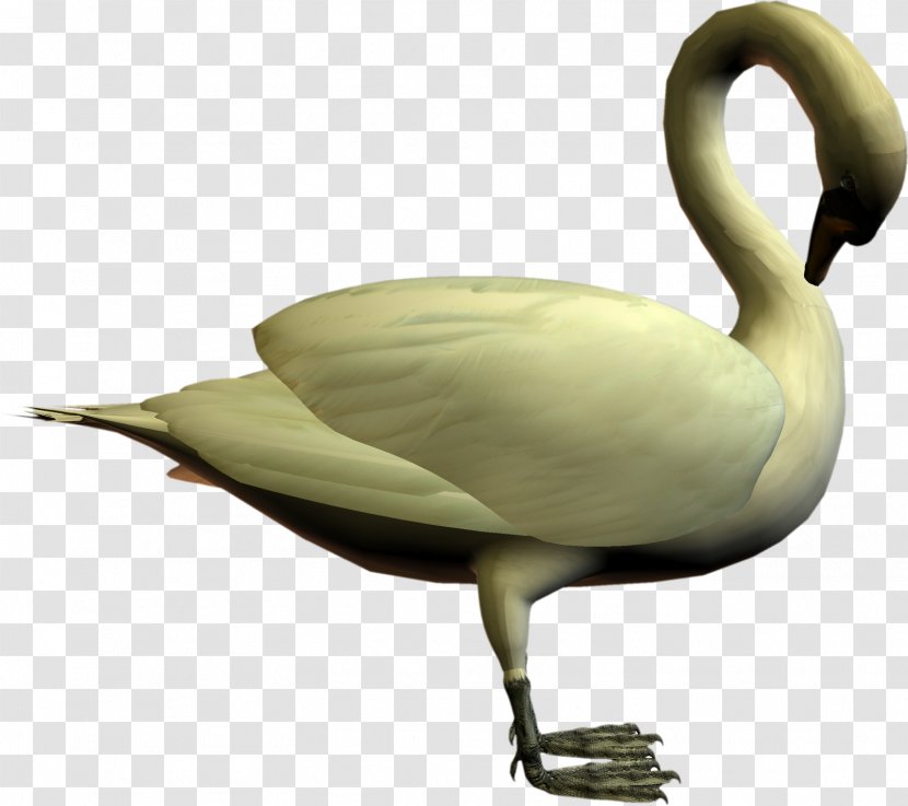 Cygnini Bird Goose Duck - Swan Transparent PNG