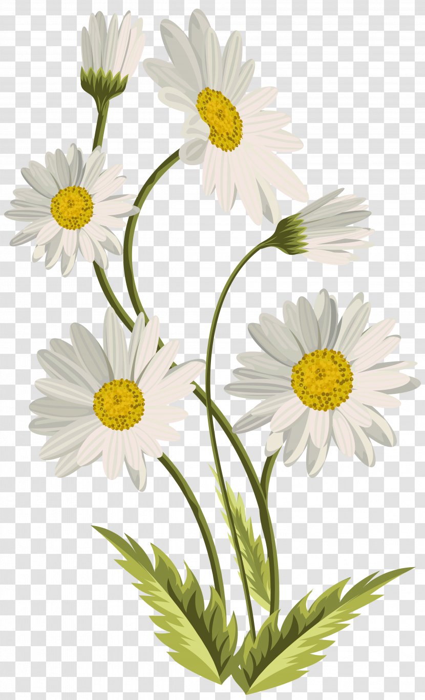 Common Daisy Art Clip - Daysies Transparent PNG