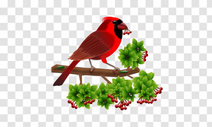 Android Moving Boxes - Fauna - Bird Cardinal Transparent PNG