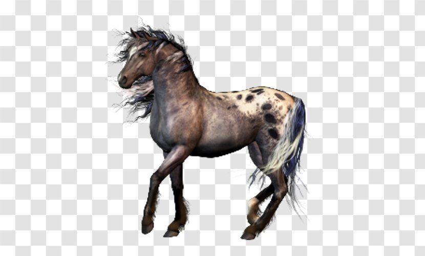 Clip Art Mustang Wild Appaloosa Photography - Mare Transparent PNG