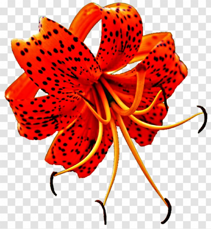 Lilium Superbum Tiger Lily Flower Clip Art - Drawing Transparent PNG