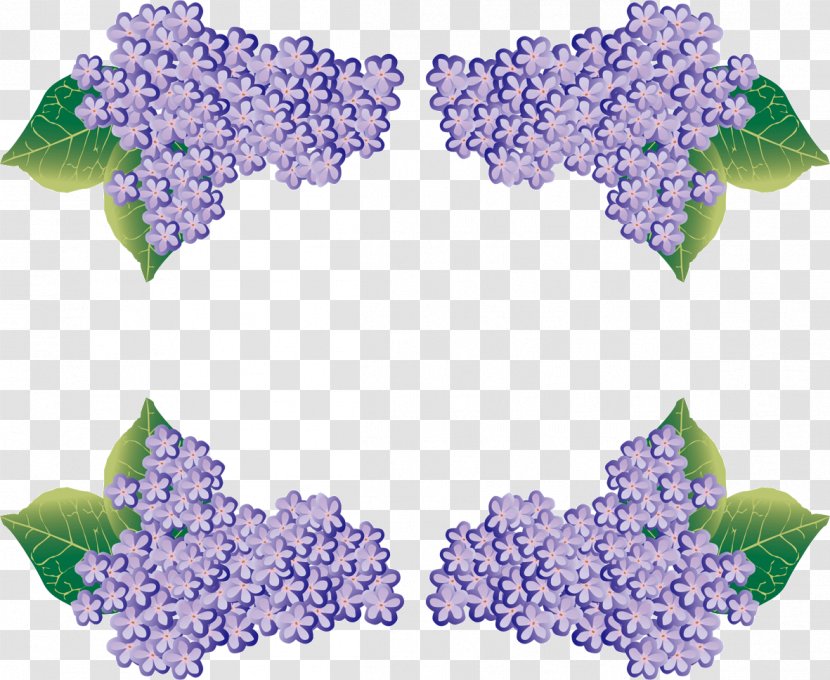 French Hydrangea East Asian Rainy Season Gunmaken Takasakishi Sogooroshiuri Market Illustrator - June Transparent PNG