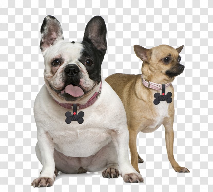 French Bulldog Toy Chihuahua Puppy - Dog Breed - Yellow Belldog Transparent PNG