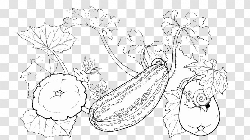 Drawing Zucchini Pattypan Squash Coloring Book Vegetable - Heart - Realistic Almond Transparent PNG