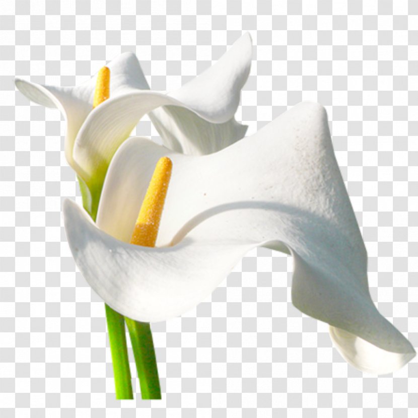 Arum-lily Flower Photography - Arumlily - Flor Transparent PNG