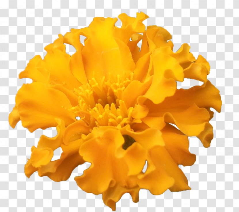 Flower - Presentation - FLORES Transparent PNG