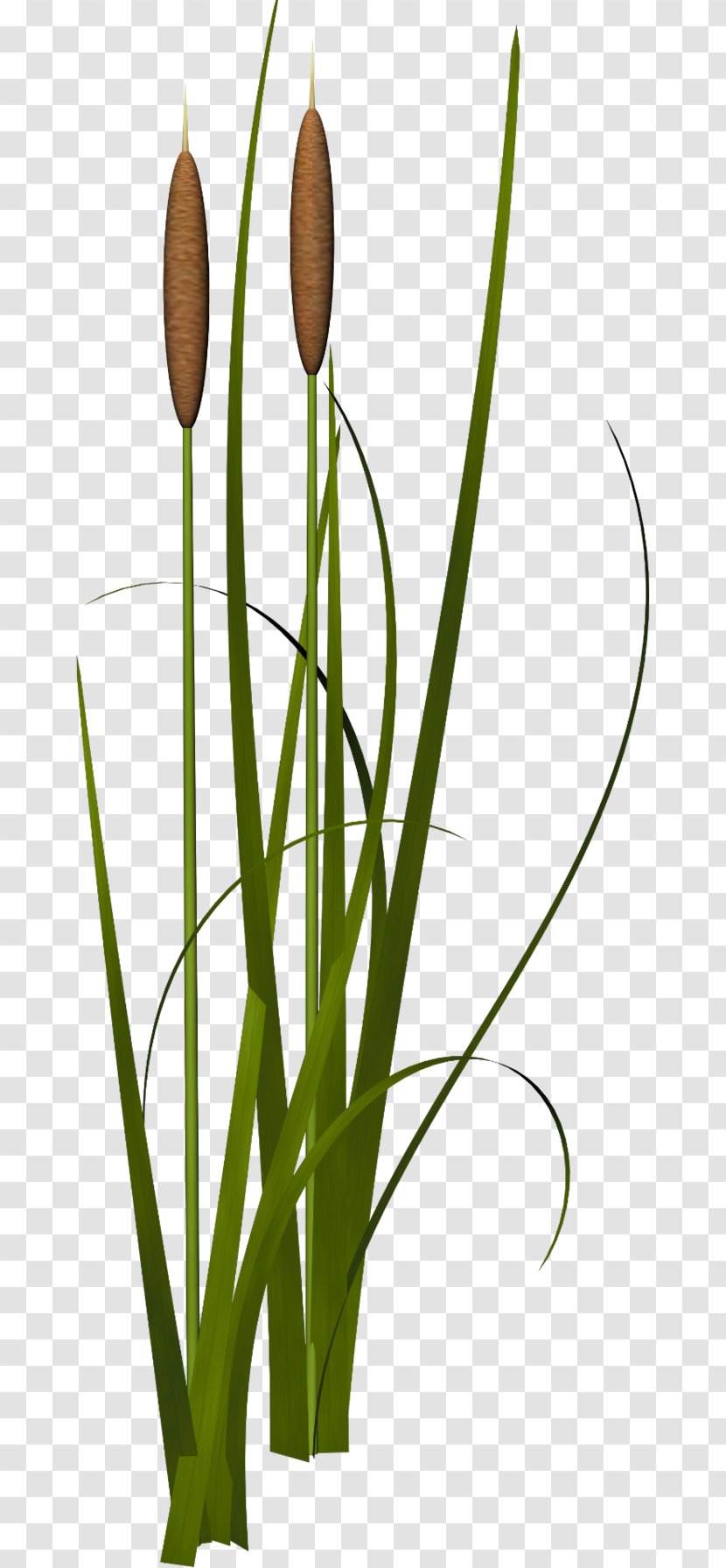 Reed Icon - Grass - Grass,leaf,green,reed Transparent PNG