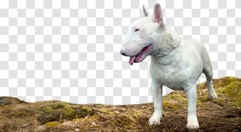 Bull Terrier (Miniature) Old English Berger Blanc Suisse White Shepherd - Dog - Snout Transparent PNG