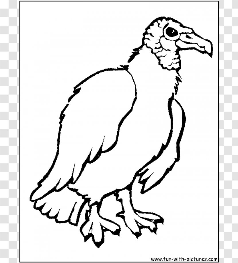Turkey Vulture Bird Coloring Book Drawing - Wildlife - Cartoon Images Transparent PNG