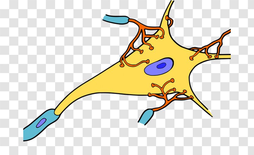 Neuron Cell Synapse Nervous Tissue - Flower - Frame Transparent PNG