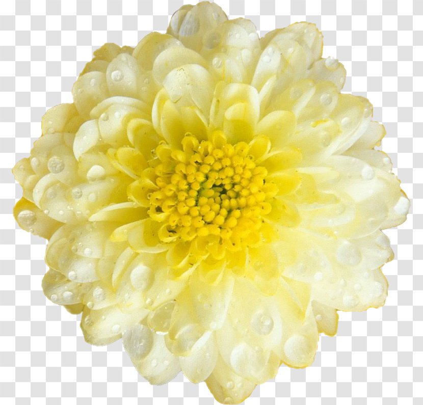Desktop Wallpaper Flower Chrysanthemum Computer - Paper Transparent PNG