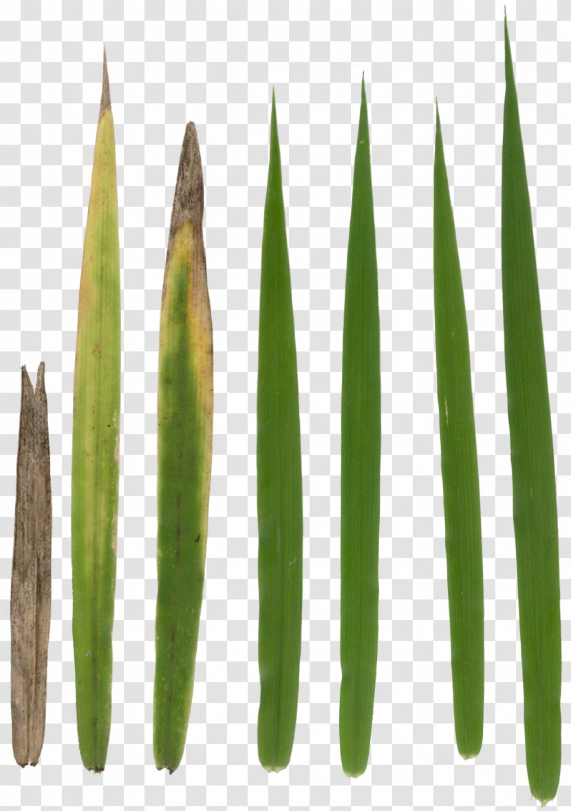 Texture Mapping Alpha Compositing Rendering - Plant Stem - Grass Transparent PNG