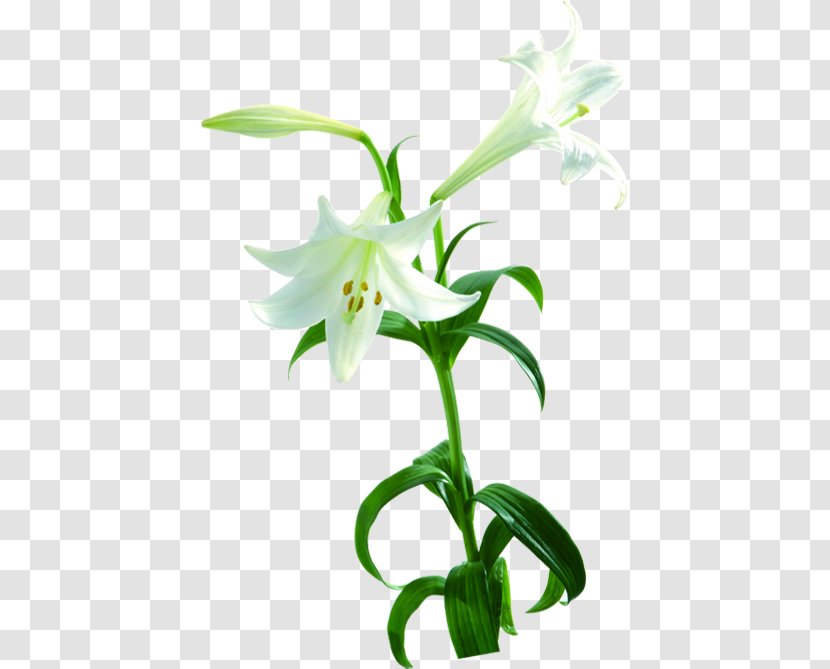 Lilium Flower Photography Plant - White Flowers Lily Transparent PNG
