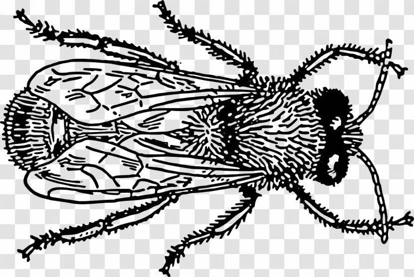 Bee Insect Drawing Clip Art - Monochrome Photography Transparent PNG
