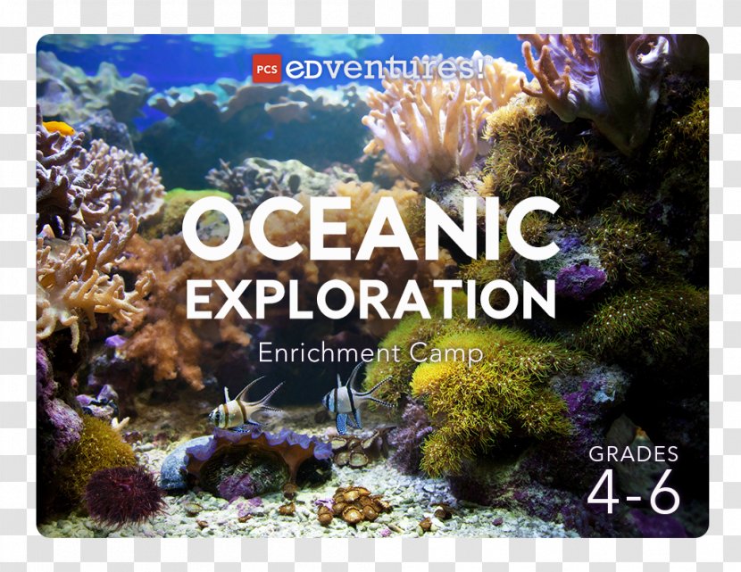 Coral Reef Stony Corals Pcs Edventures Ecosystem - Education - Aerodynamics Transparent PNG