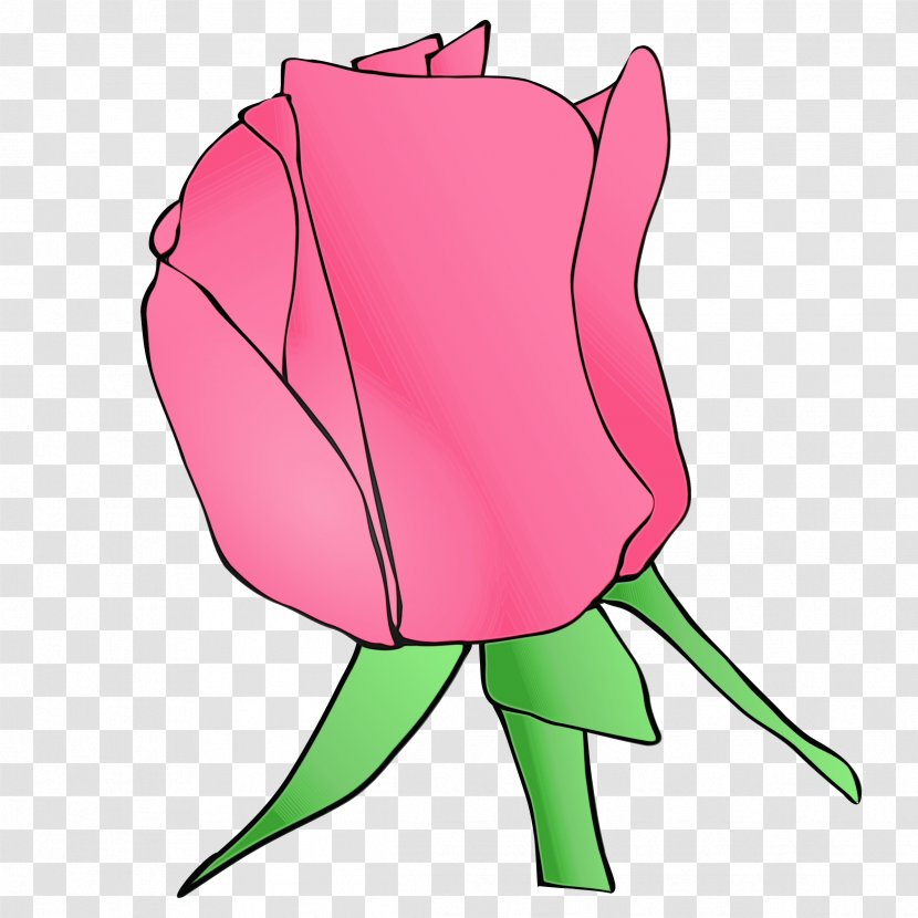 Rose - Tulip - Family Magenta Transparent PNG