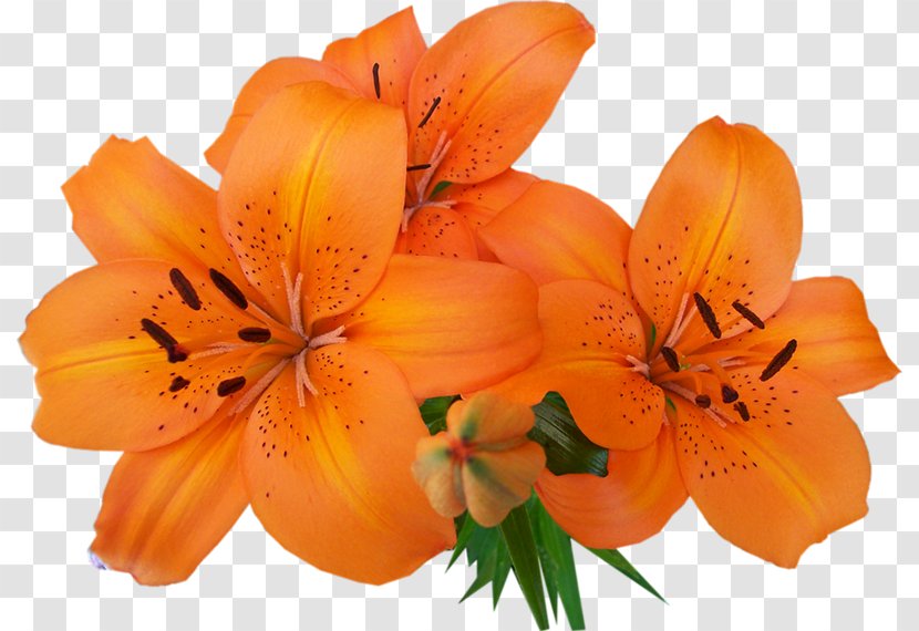 Lilium Bulbiferum Flower Bouquet Garden Roses Tsvetochnyy Dvorik - Orange Transparent PNG