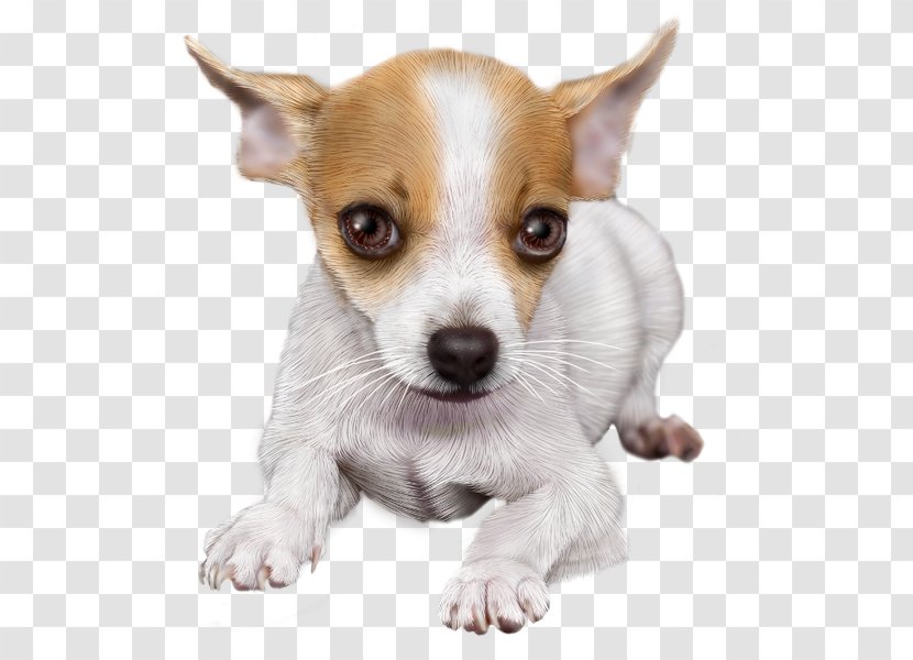 Chihuahua Puppy Dog Breed Toy Fox Terrier Miniature - Companion Transparent PNG