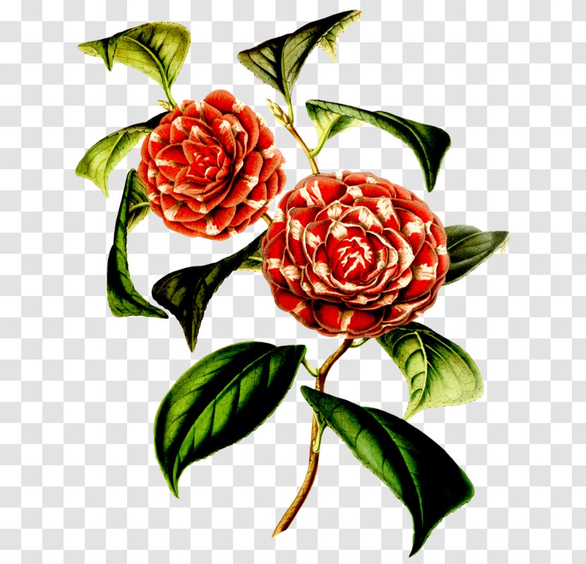 Garden Roses Floral Design Japanese Camellia Flower Botany - Petal Transparent PNG