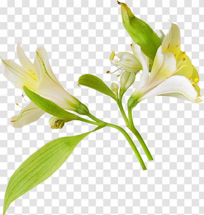Flower Lilium Albom Clip Art - Painting - White Transparent PNG