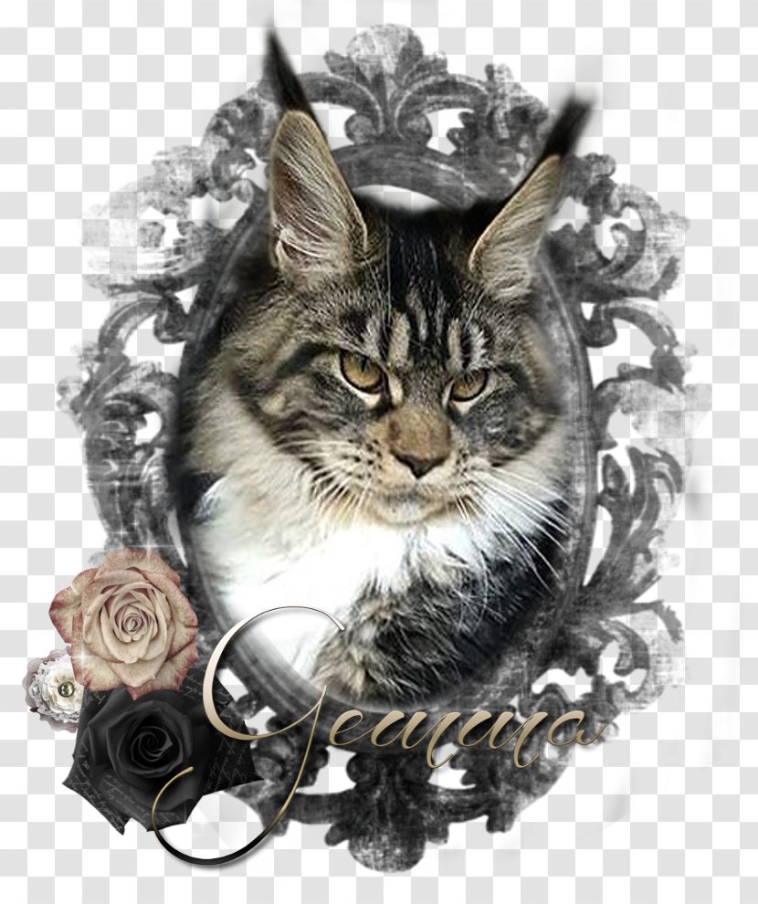 Maine Coon Whiskers Tabby Cat Raccoon Transparent PNG