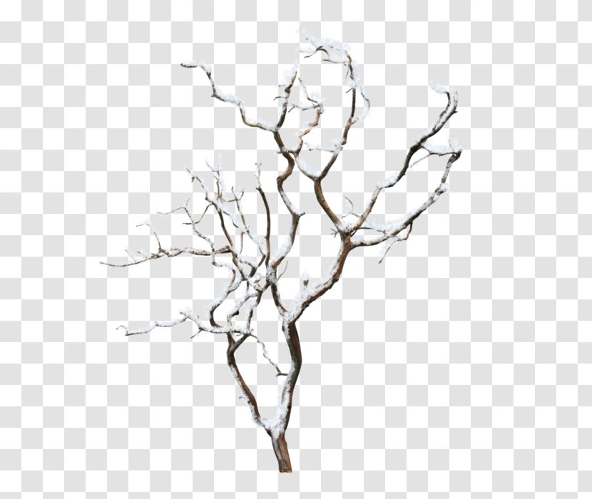 Tree - Plant Stem - Lossless Compression Transparent PNG