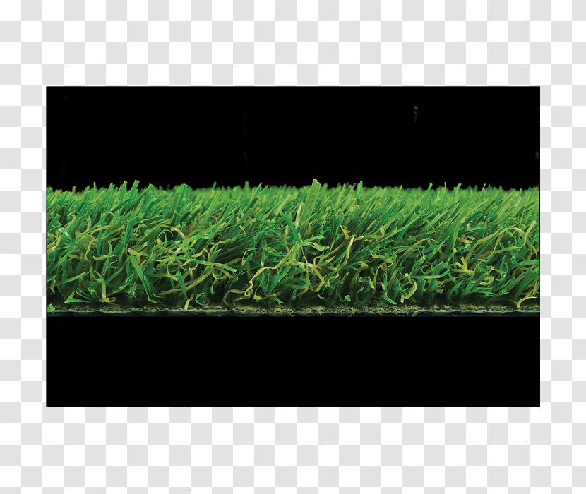 Lawn Grasses Rectangle Shrub - Grass Family Transparent PNG