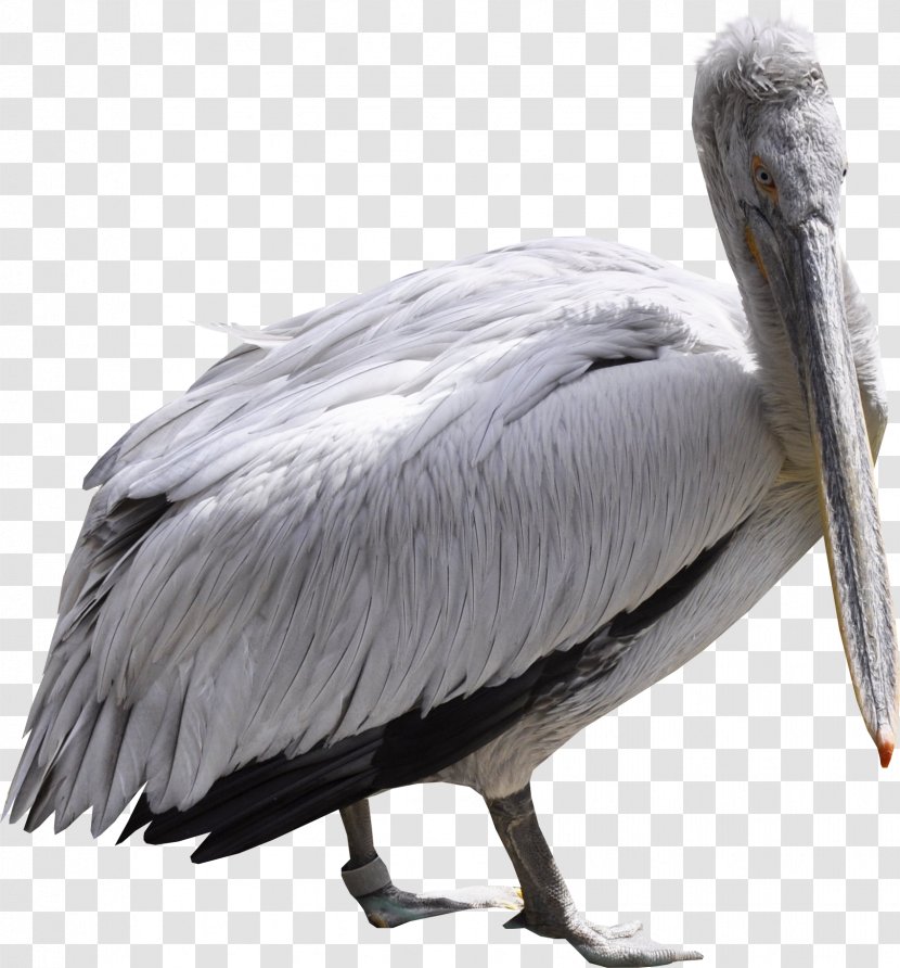 Pelican Bird Flamingos Ardea Ciconia - Goose Transparent PNG