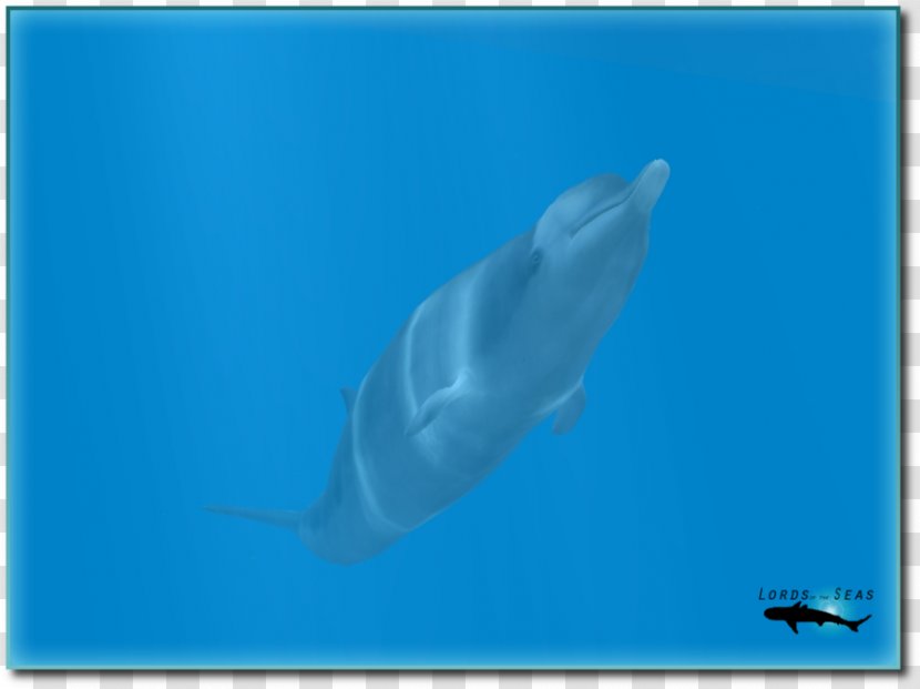 Shark Common Bottlenose Dolphin Tucuxi Short-beaked Spinner - Tropical Whale - Hammerhead Cartoon Transparent PNG