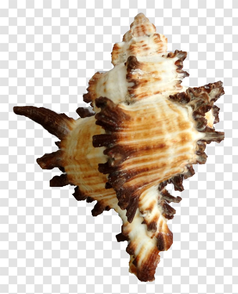 Cockle Seashell Sea Snail Conchology - Piano Transparent PNG