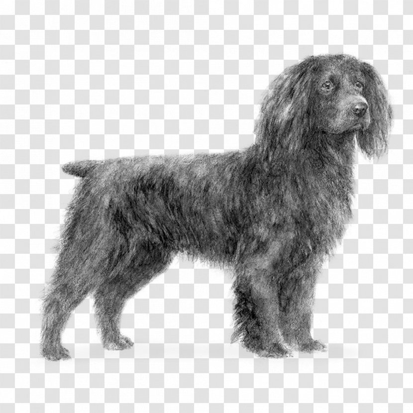 Field Spaniel American Water Sussex Boykin Wirehaired Pointing Griffon - Vertebrate Transparent PNG