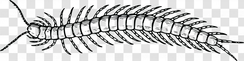 Windows Metafile Centipedes Clip Art - Invertebrate - Insect Transparent PNG