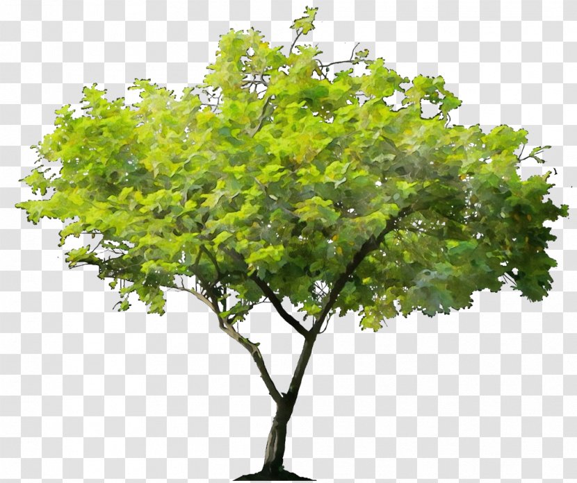 Tree Oak Wanda Maximoff Adobe Photoshop Trunk - Woody Plant - Stem Transparent PNG