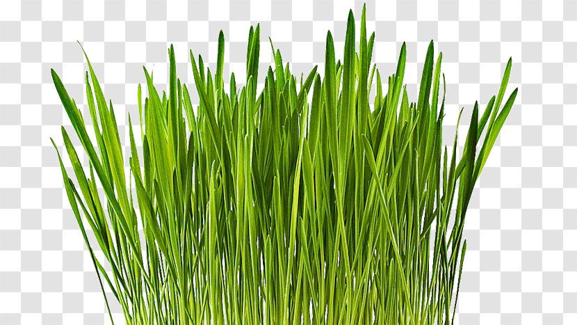Wheatgrass Barley Cereal Vetiver Common Wheat - Plant Transparent PNG