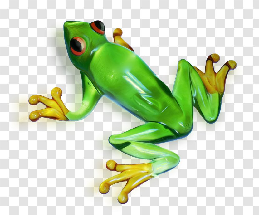 True Frog Amphibian Edible - Ranidae Transparent PNG