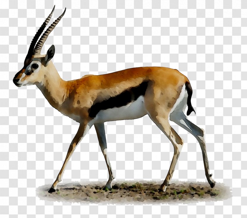 Desktop Wallpaper Springbok Impala Gazelle - Pronghorn - Terrestrial Animal Transparent PNG