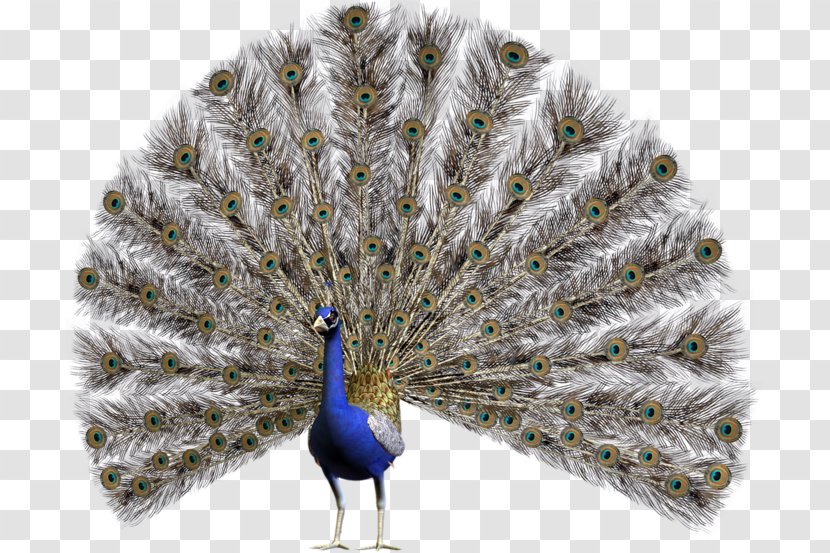 Bird Pavo Feather Clip Art Transparent PNG