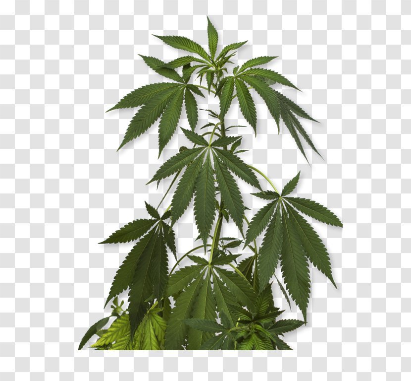 Cannabis Sativa Marijuana Medical Hemp - Pot Plant Transparent PNG