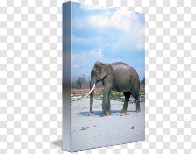 African Elephant Asian India Tusk Transparent PNG