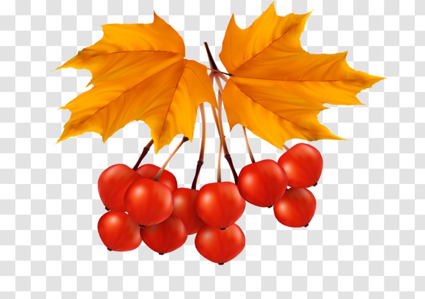 Clip Art Leaf Autumn Leaves - Natural Foods Transparent PNG