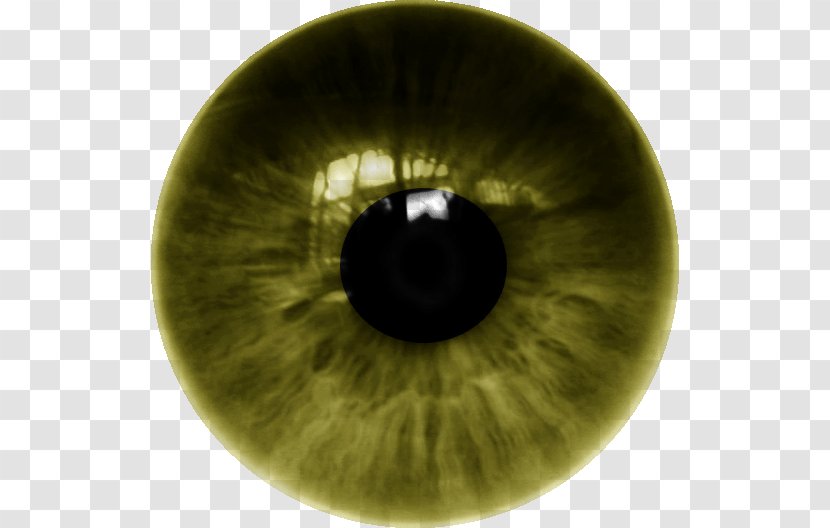 Iris Contact Lenses Eye - Tree Transparent PNG